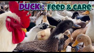 Duck Feed & Care Day 84| Local Duck Farm | Organic Duck Farm | Village Farm | Andhra Pradesh by Indian Agri Farm 279 views 2 years ago 7 minutes, 53 seconds