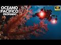Pacífico Profundo: O Reino Invisível que Sustenta a Vida na Terra - Documentários do Fundo do Mar