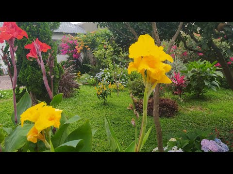 Vídeo: Rosas amarelas: escolhendo variedades de rosas amarelas para o jardim