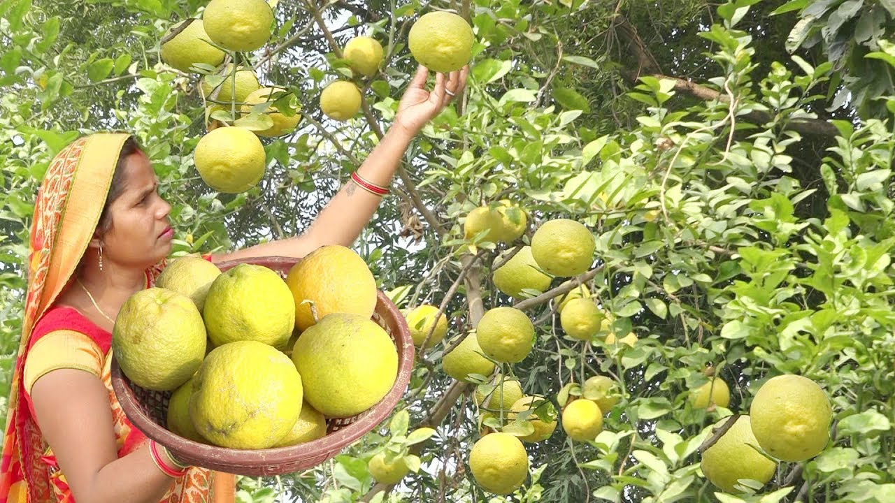 गाँव के तरीके  से बनाये निम्बू का आचार तो सालों साल तक ख़राब नहीं होगा Lemon Pickle Recipe