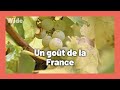 Du raisin au verre  la production des vins dalsace i wide