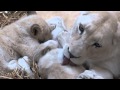 White Lion cubs taking a milk break between playtimes