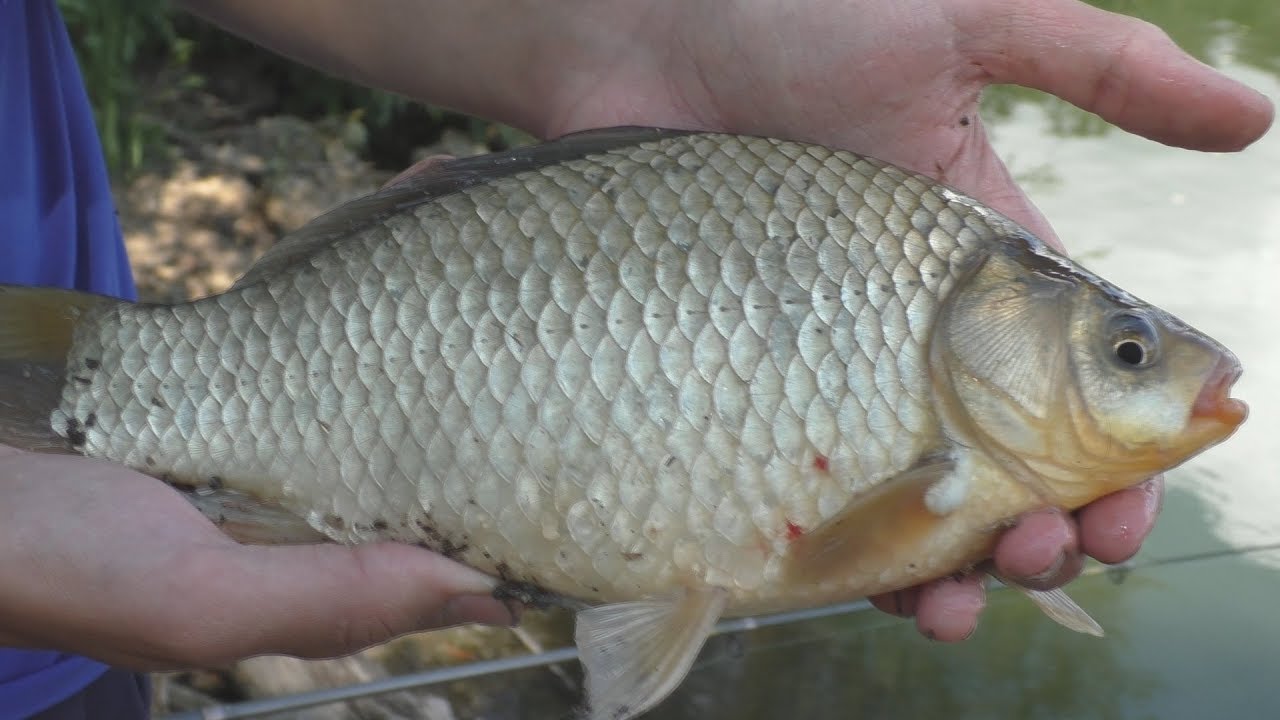 Крутая рыбалка!  My fishing.