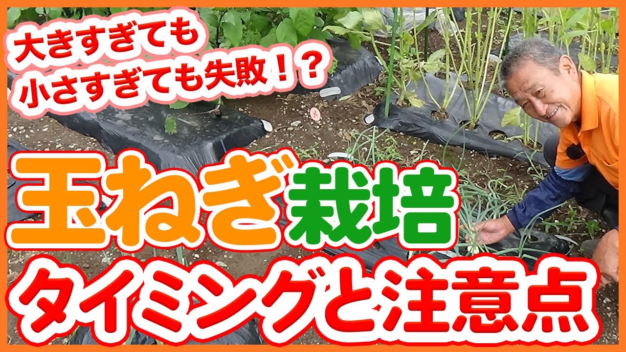 If the onion is too big or too small, it will fail! ? Tips for