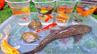 Amazing Catch Most Beautiful Freshwater Aquarium Fish In Small Pond , Discus, Guppies, Turtles, Koi