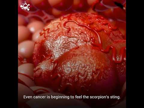 Video: „Scorpion Venom“- Perspektyvi Priemonė Kovojant Su Vėžiu - „Scorpion Venom“naudojimas Kovai Su Vėžiu