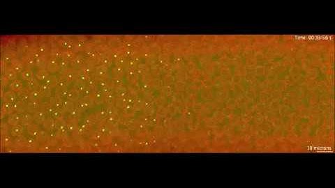 3 minutes to precisely measure morphogen concentration