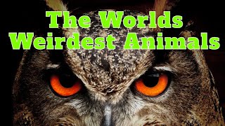 The Worlds Weirdest Animals