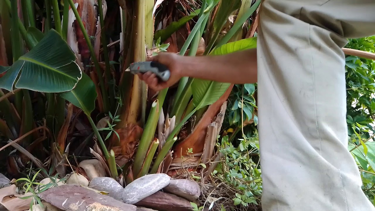 limpieza y corte Elegante de Strelitzia Augusta o Strelitzia Alba 2/Trucos  de Jardín - YouTube