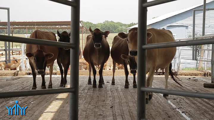 Die Wahrheit über rohe Milch enthüllt!