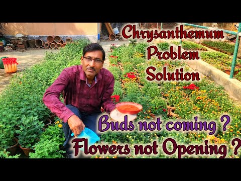 Two Big Problems and Their Solutions in Chrysanthemum