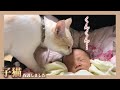 【感動】赤ちゃんを家族と認めてくれた子猫