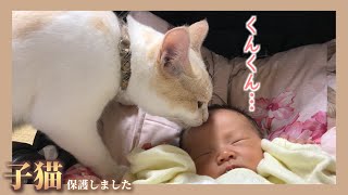 【Emotional】The kitten regarded the baby as her family