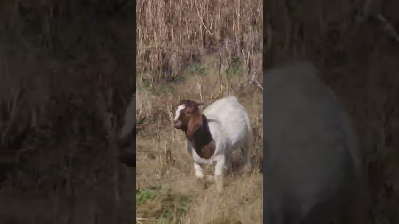 Boer Goats Goat Mama South Africa l 🐐🐐 goats l boer ll boer goats l goat videos l pets l 