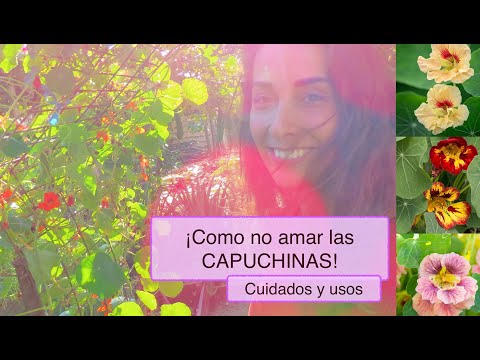 Video: La capuchina no florece: razones por las que no florece la planta de capuchina