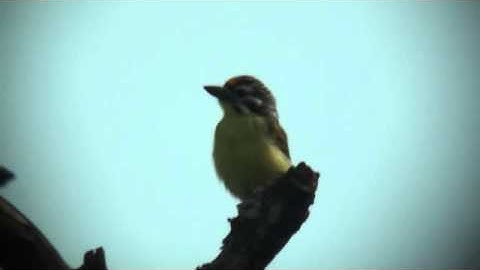 Yellow fronted Tinkerbird