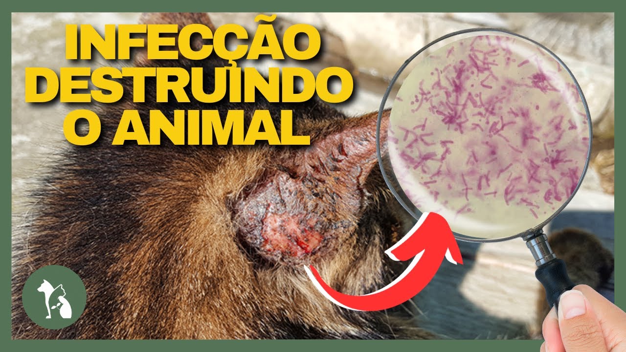 TENHA EM CASA A PLANTA Que Auxilia seu Cachorro e Gato em Casos de Infecções.