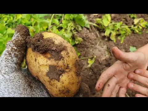 Video: Patates Hasat Etmek Için Neye Ihtiyacınız Var