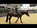Daily TRT 17 - Second day at the Olympia Horse Show! Free champagne!