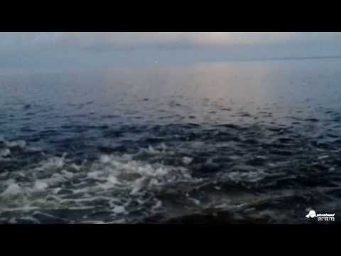 Redfish feeding frenzy