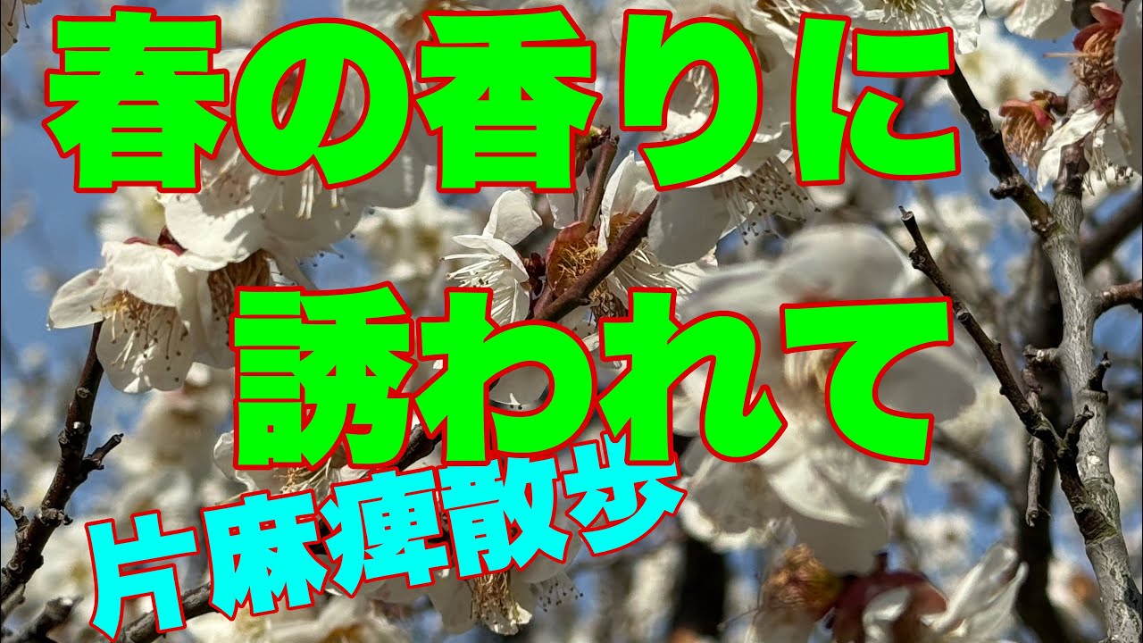 片麻痺の外歩き、こんな感じです