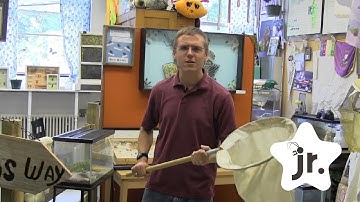 Intro to Insect Collecting Basics For Kids (Ep 1)