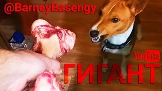 Басенджи и косточка гигант Басенджи и косточка гигант