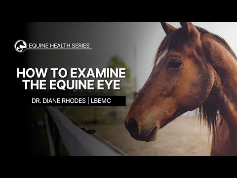 How to Examine the Equine Eye