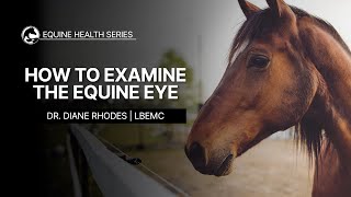 How to Examine the Equine Eye