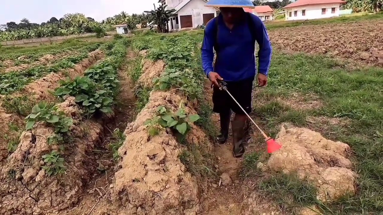 TIPS‼️PENYEMPROTAN RUMPUT/GULMA, di lahan ubi rambat yg robot#inspirasipetani #ubijalar