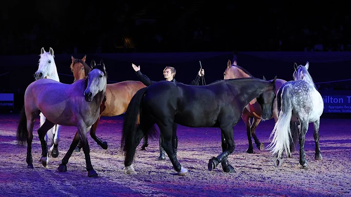 Horse Of the Year Show 2022 - Under The Spotlight ...
