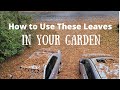 How to Use Leaves In Your Garden - Don't Throw Them Away! - Collab with The Impatient Gardener