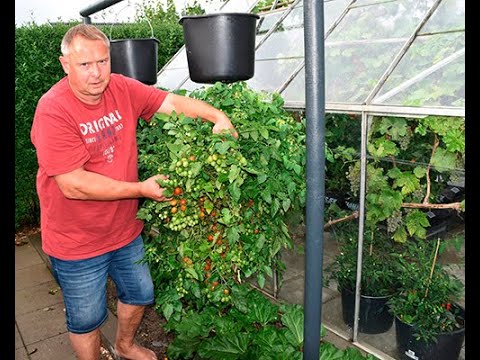 Video: Tomater på hovedet: Sådan dyrkes tomater på hovedet