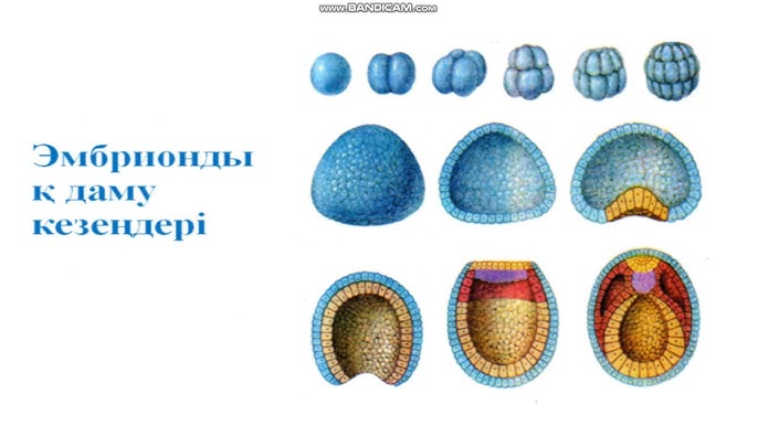 Кискадағы қызылбастар