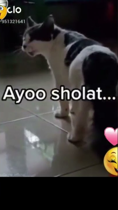 Viral !! Kucing Ini ngomong ' Ayo Sholat  Mau Kiamat'🤭 #short #kucingajaib