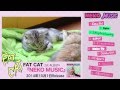 FAT CAT - NEKO MUSIC 【ネコ動画 ティザー映像】