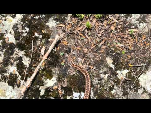 კავკასიური გველგესლა (Vipera kaznakovi)