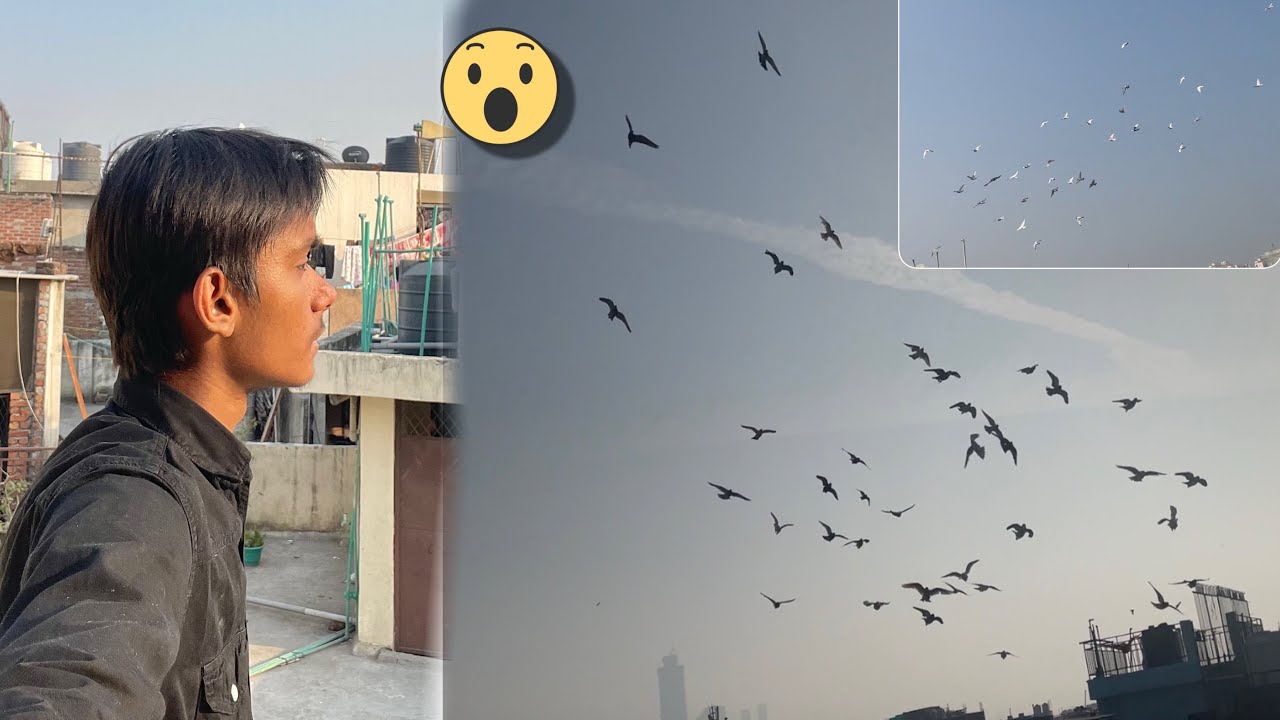 Kabootro Ko Ye Kiya Hogya 😱🕊️