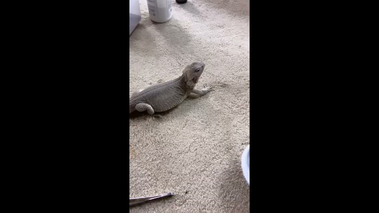 Bearded Dragon Chases Her Food 