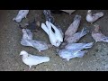 бакинские мраморные голуби! Baku marble pigeons!