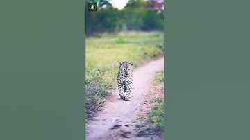 Leopard Walking In Line - By matt.rochford (Ig)