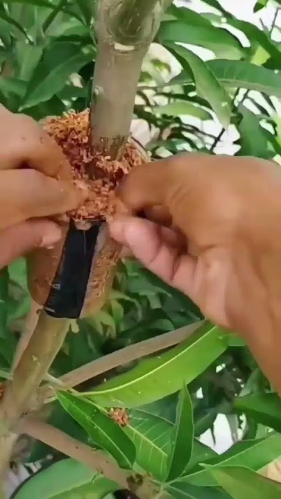 Tips Mudah Mencangkok batang mangga ‼️🤔🤔