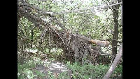 Sasquatch Tree Structures  (Part 1)