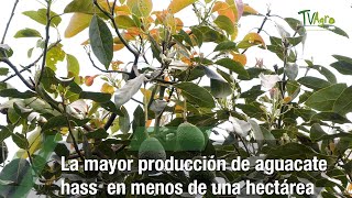 La mayor producción de aguacate hass en menos de una hectáreaTvAgro por Juan Gonzalo Angel Restrepo