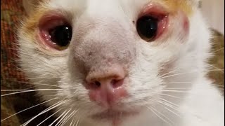 Immense Cuterebra Larvae Removed From Kitten's Nose (Part 75) by Strange incident 24,971 views 7 days ago 1 minute, 4 seconds