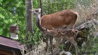 Cucciolo di cervo e la sua mamma