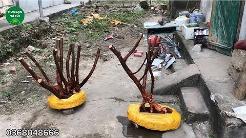 Hoa sim tím bệ to cộng dáng bay.Hoa bạn và tôi