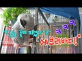 똘이도 수능 끝나고 쉬는 기간입니다 [연구대상똘이] African gray parrot インコ, オウム 鸚鵡, 鳳頭鸚鵡