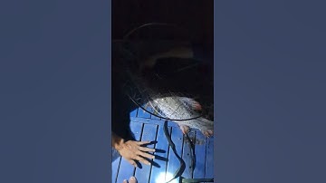 Săn cá lăng đuôi đỏ mùa nước đổ