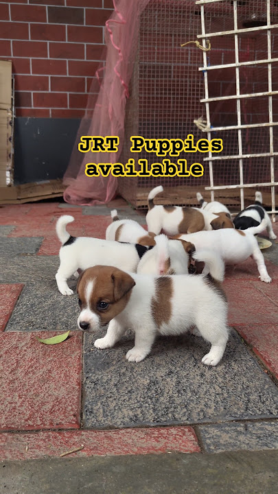Adorable Jack Russell Terrier Puppies #puppiesforsale #jrt #jackrussellterrier